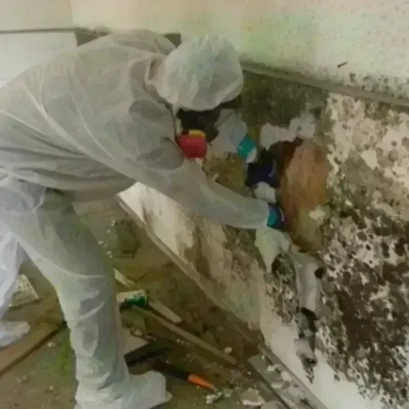 Mold Remediation and Removal in Elgin, TX